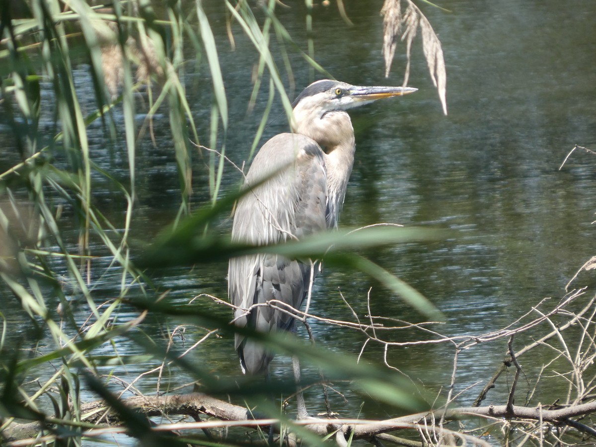 Great Blue Heron - ML640121055
