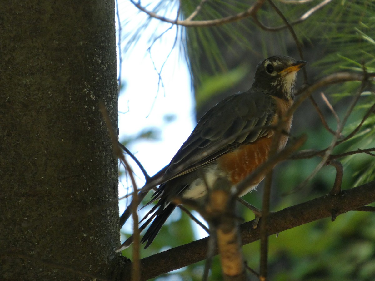 American Robin - ML640121099