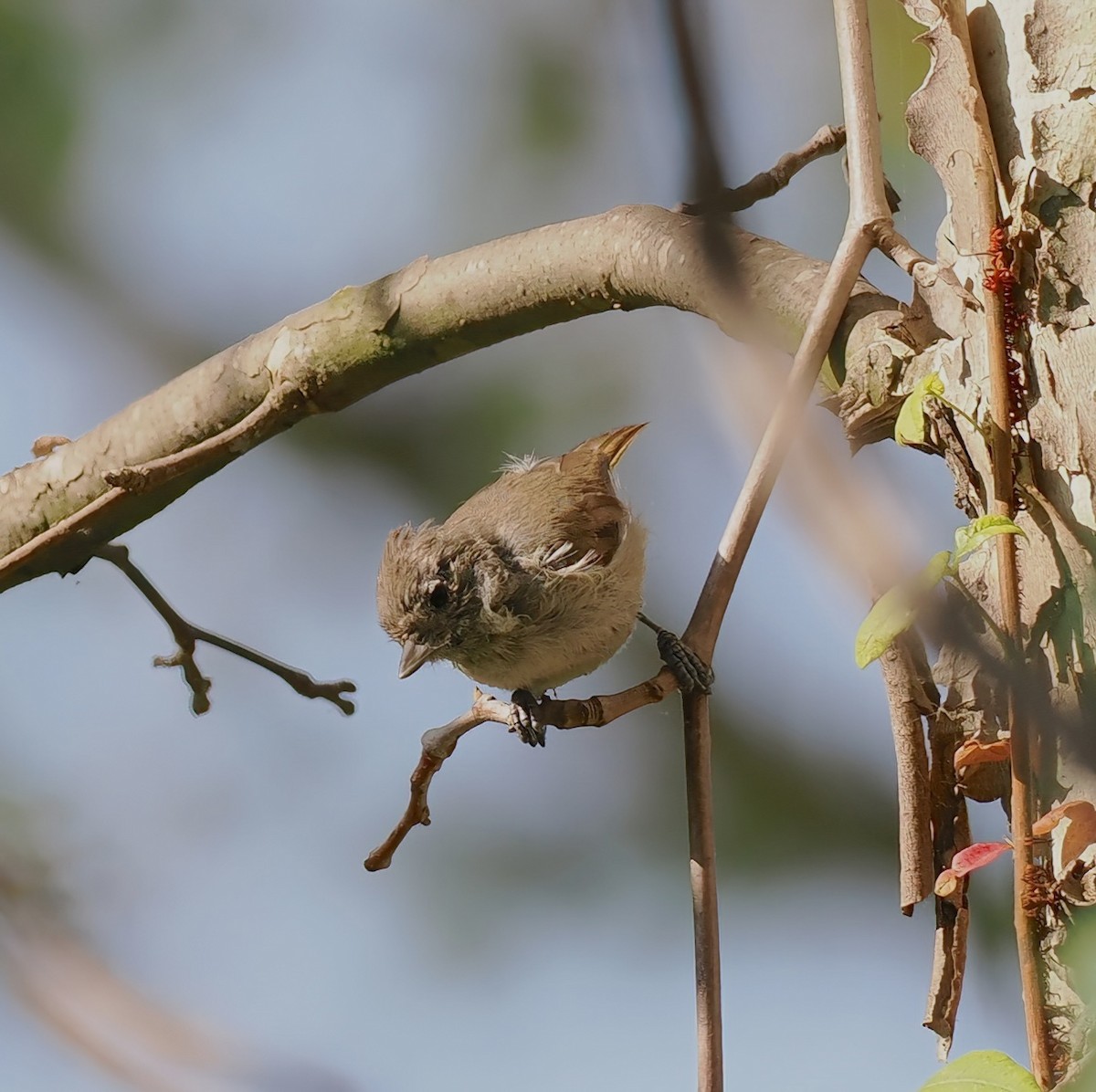 Mésange unicolore - ML640121107