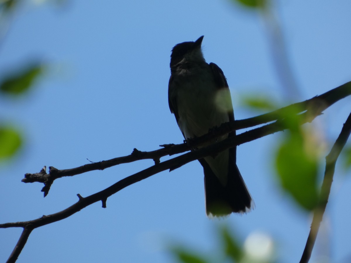 Eastern Kingbird - ML640121111