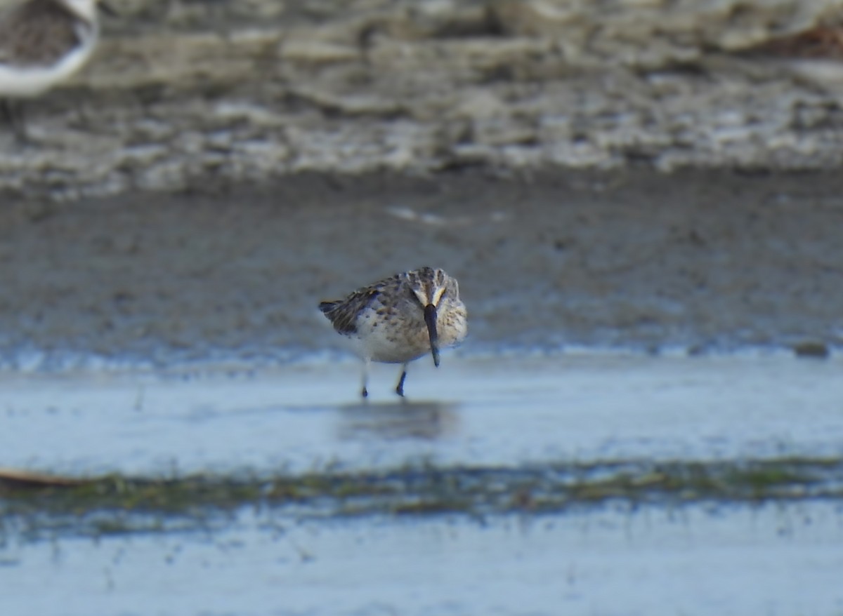 Broad-billed Sandpiper - ML640121115