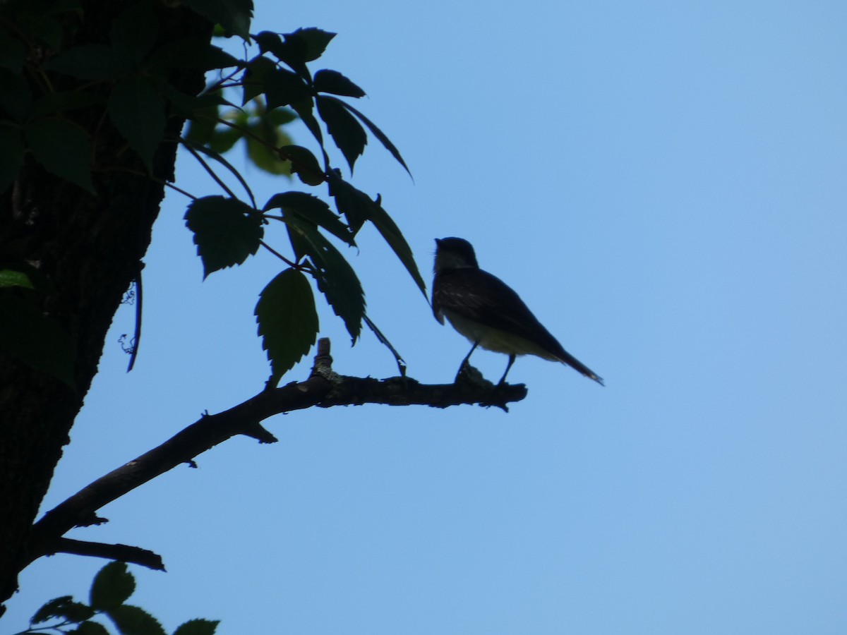 Eastern Kingbird - ML640121119
