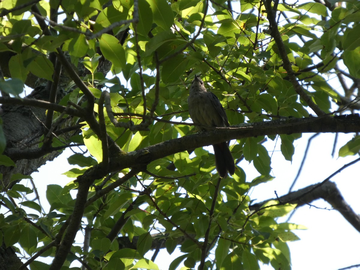 Gray Catbird - ML640121128