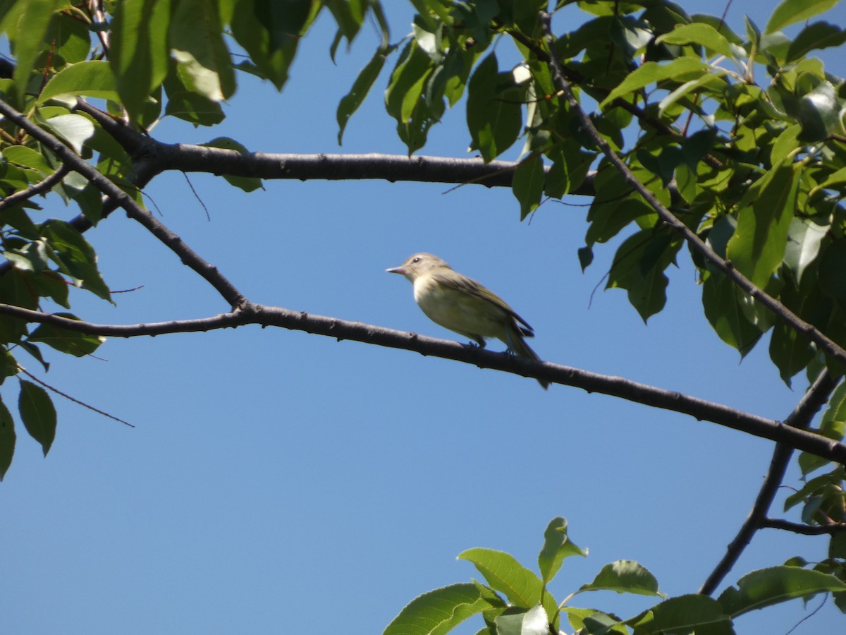 Warbling Vireo - ML640121134