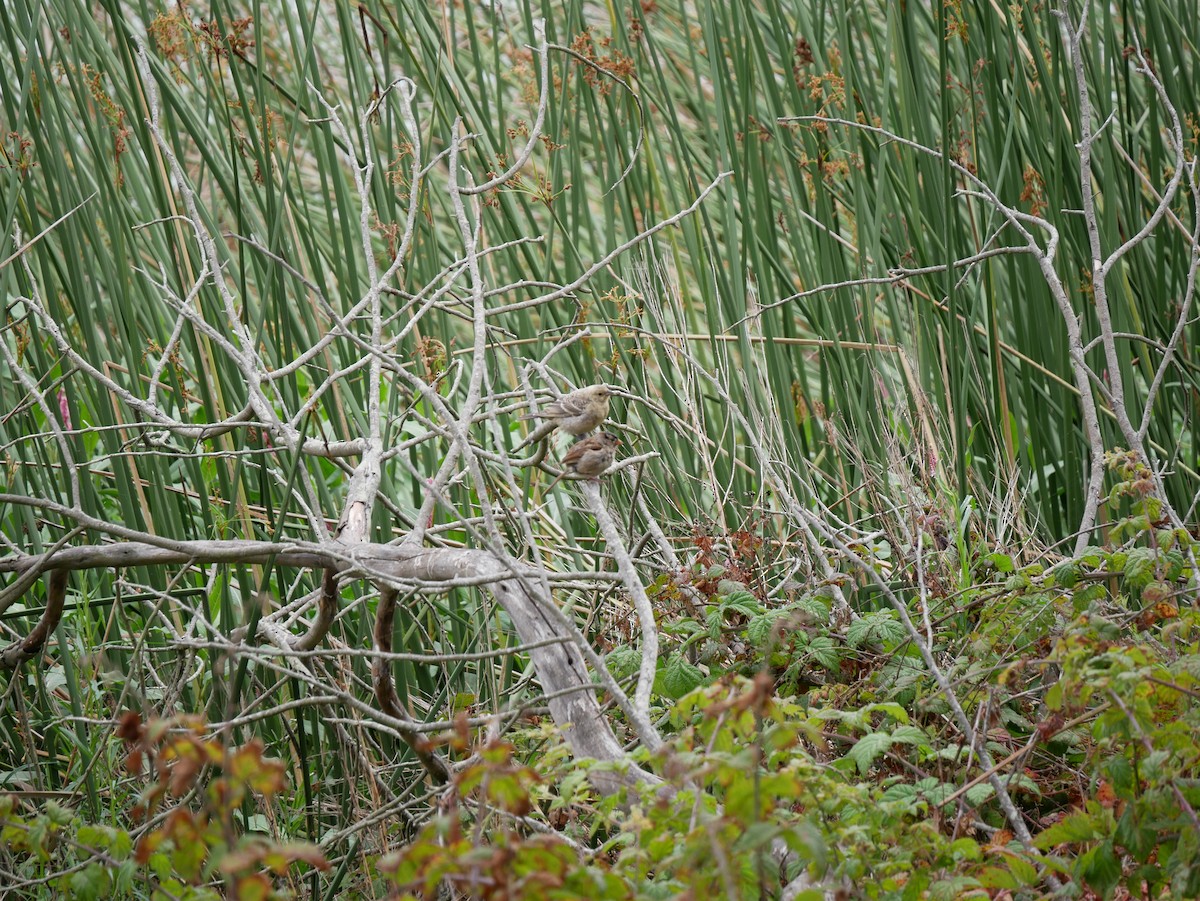 White-crowned Sparrow - ML640121138
