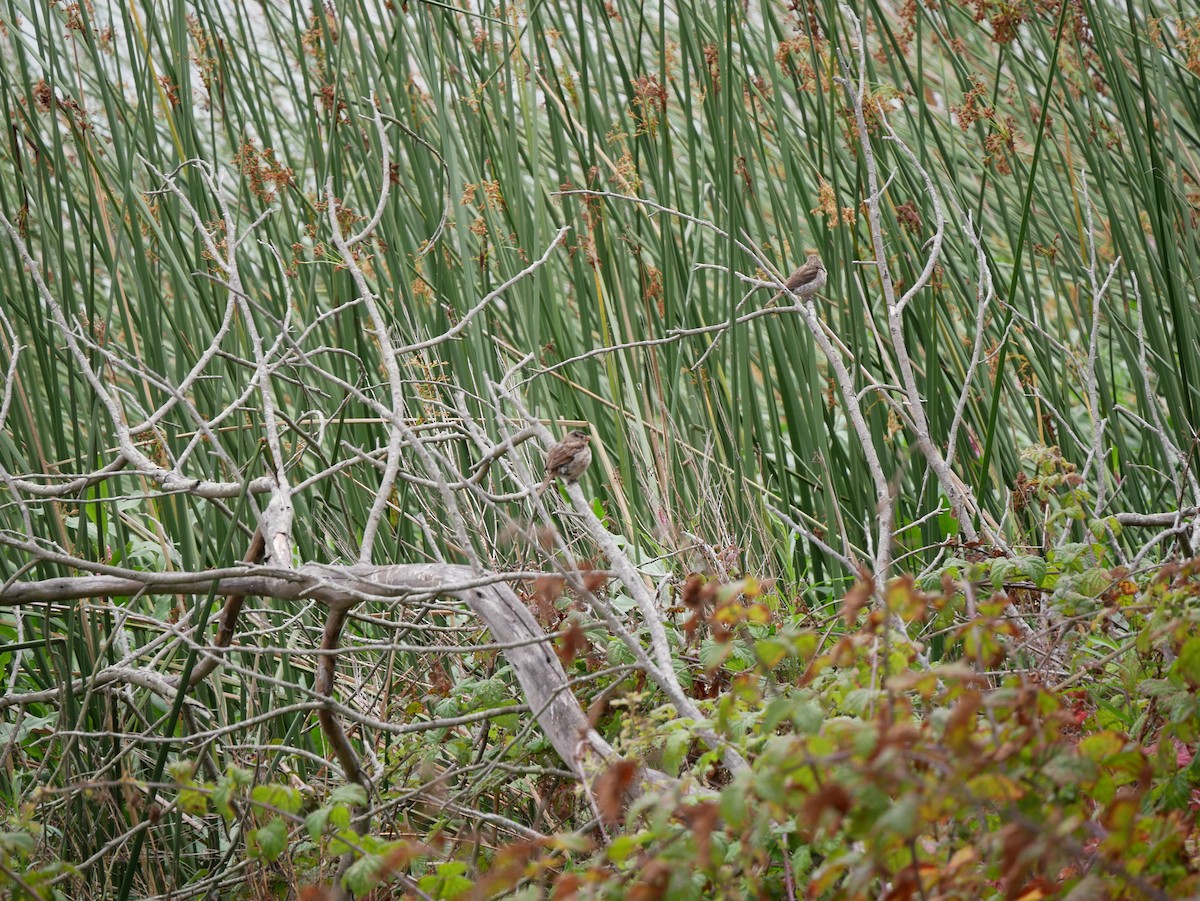 White-crowned Sparrow - ML640121139