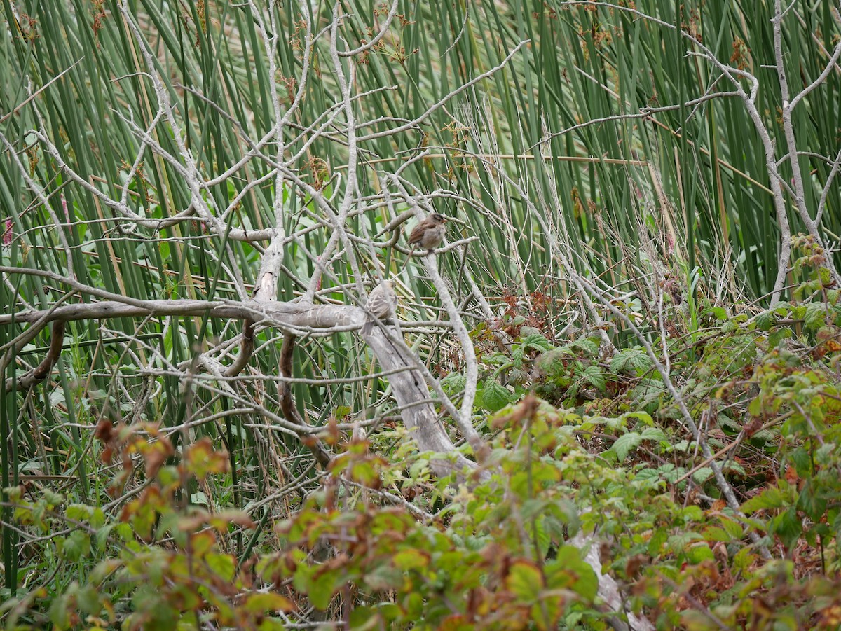 White-crowned Sparrow - ML640121140