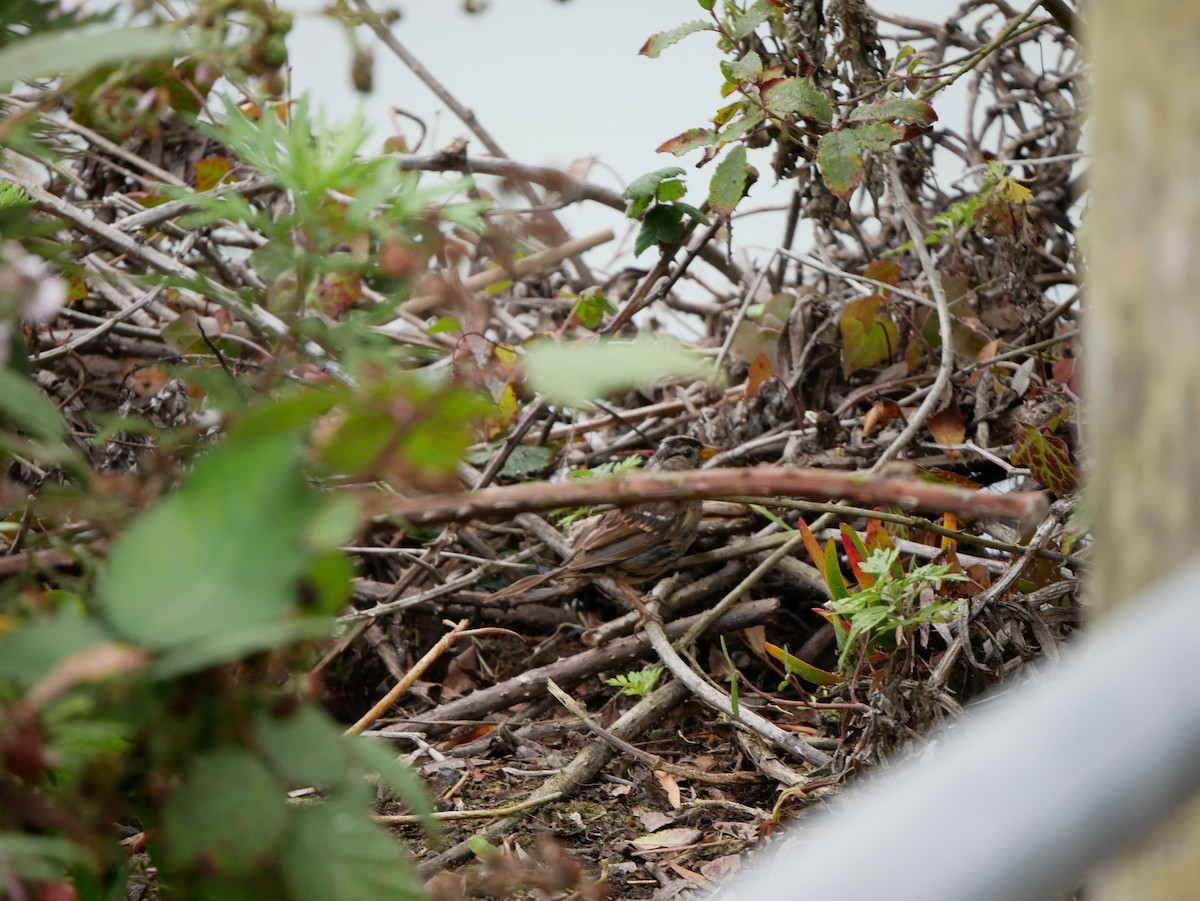 White-crowned Sparrow - ML640121141