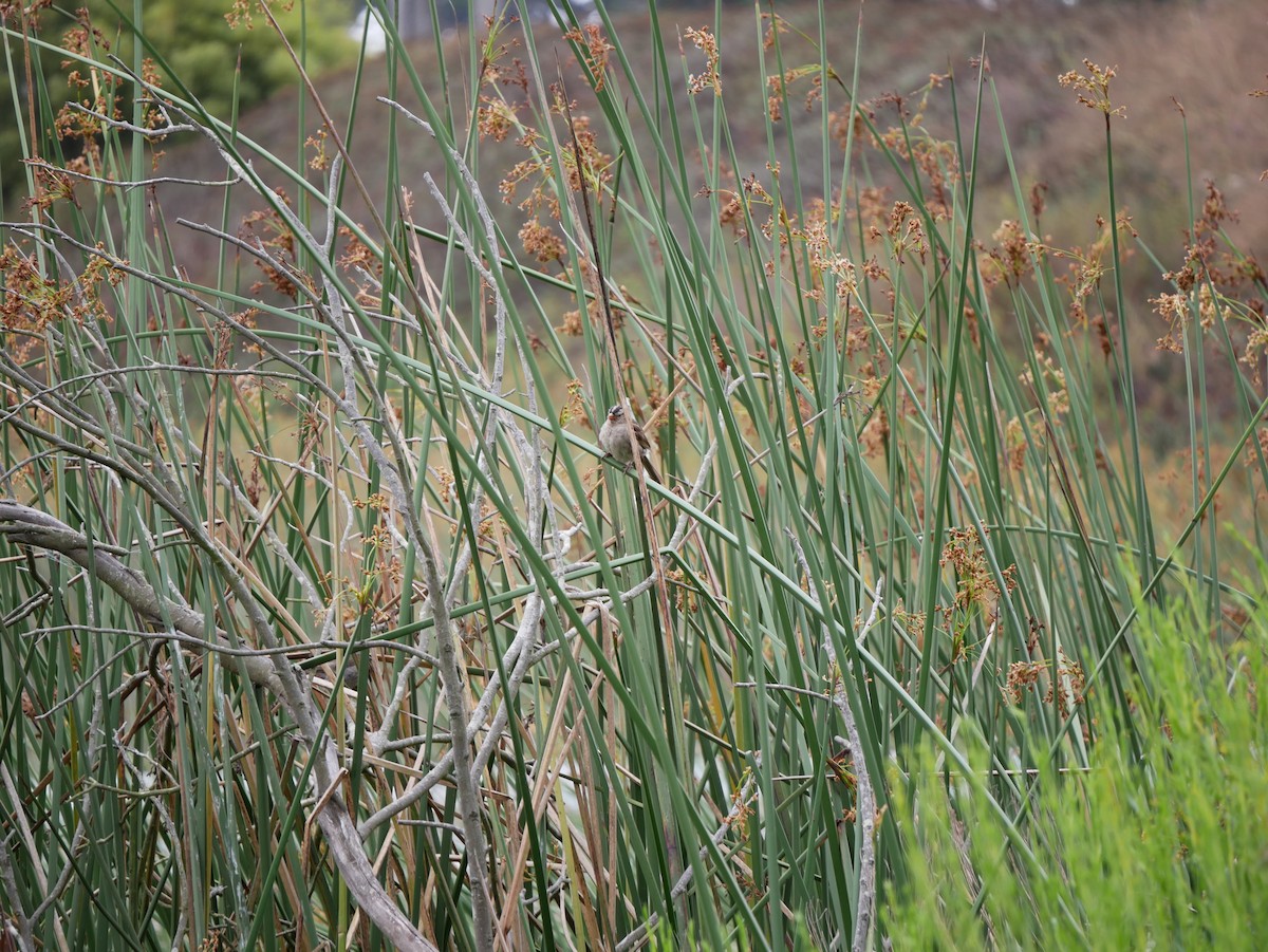 White-crowned Sparrow - ML640121142