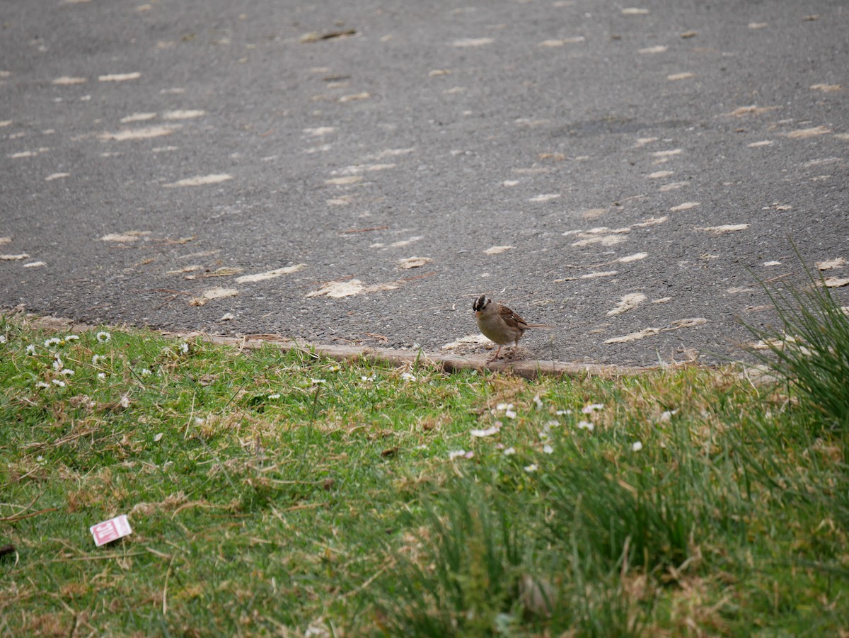 White-crowned Sparrow - ML640121143