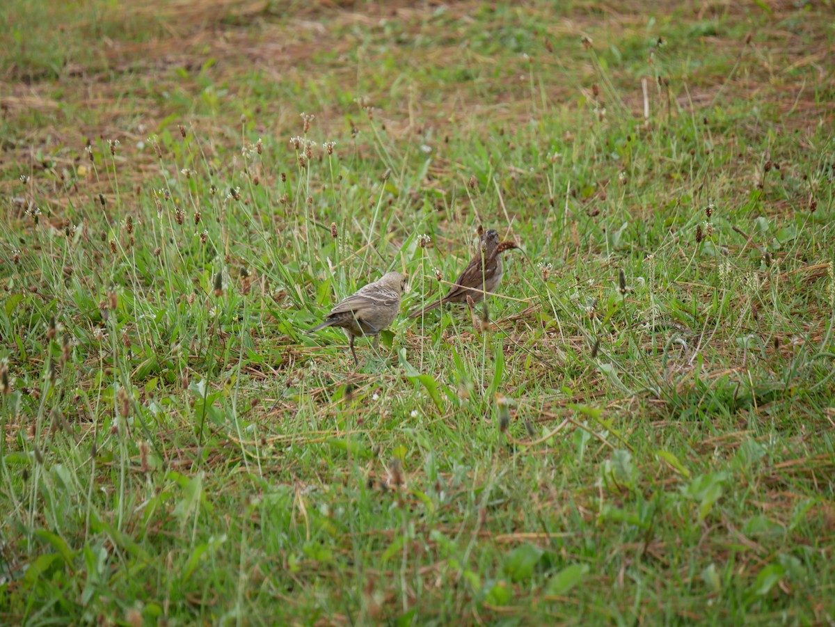 White-crowned Sparrow - ML640121144