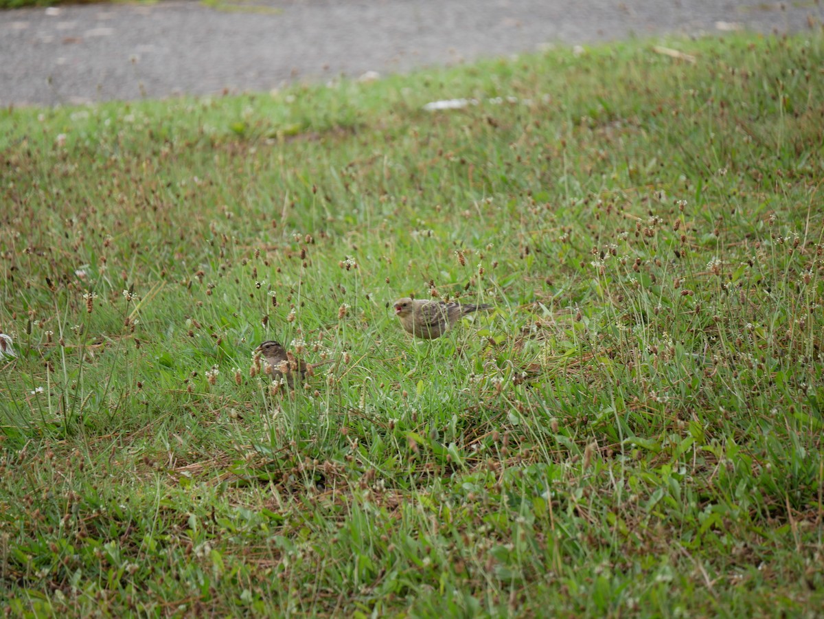 White-crowned Sparrow - ML640121145