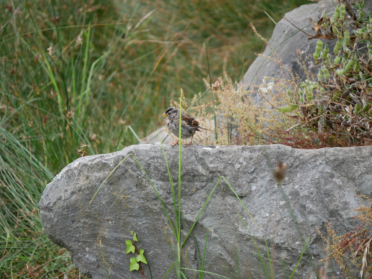 White-crowned Sparrow - ML640121147