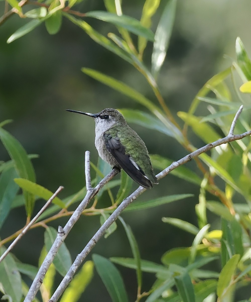 Colibri d'Anna - ML640121149