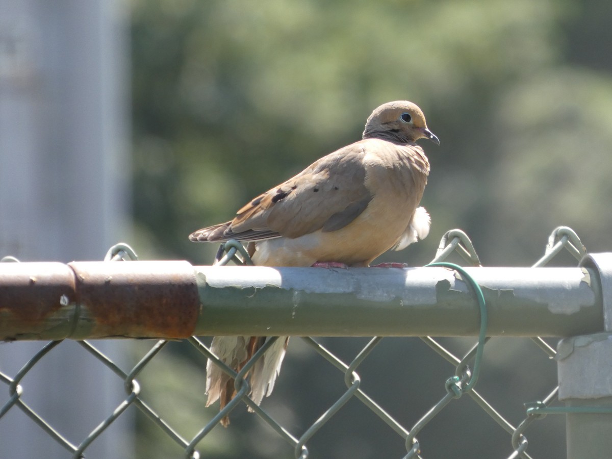 Mourning Dove - ML640121150