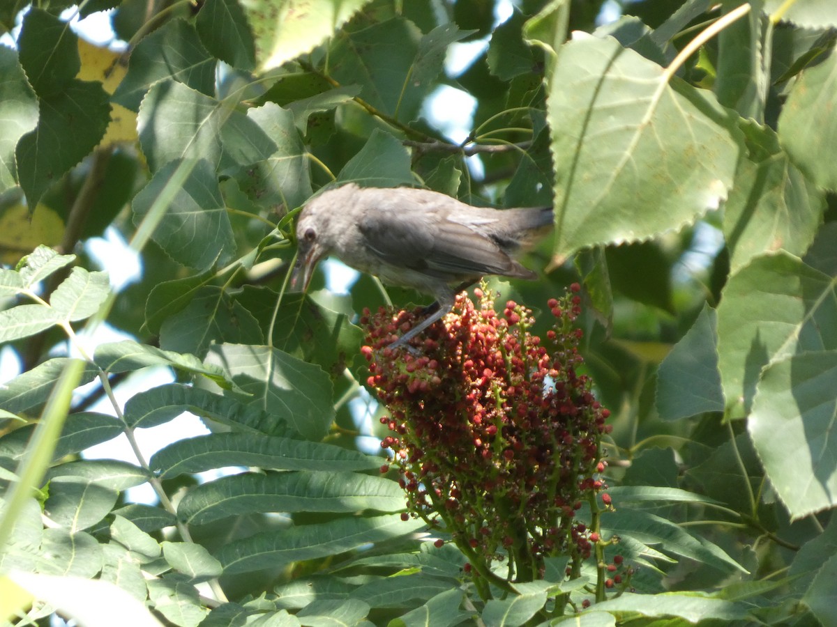 Gray Catbird - ML640121158
