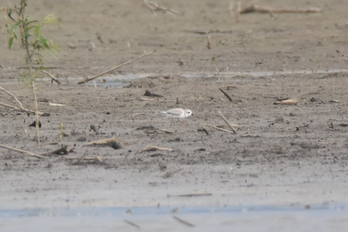 Piping Plover - ML640121172