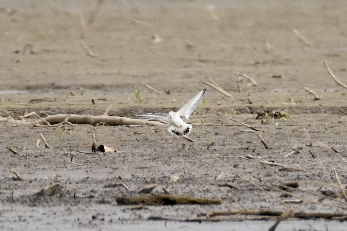 Piping Plover - ML640121173