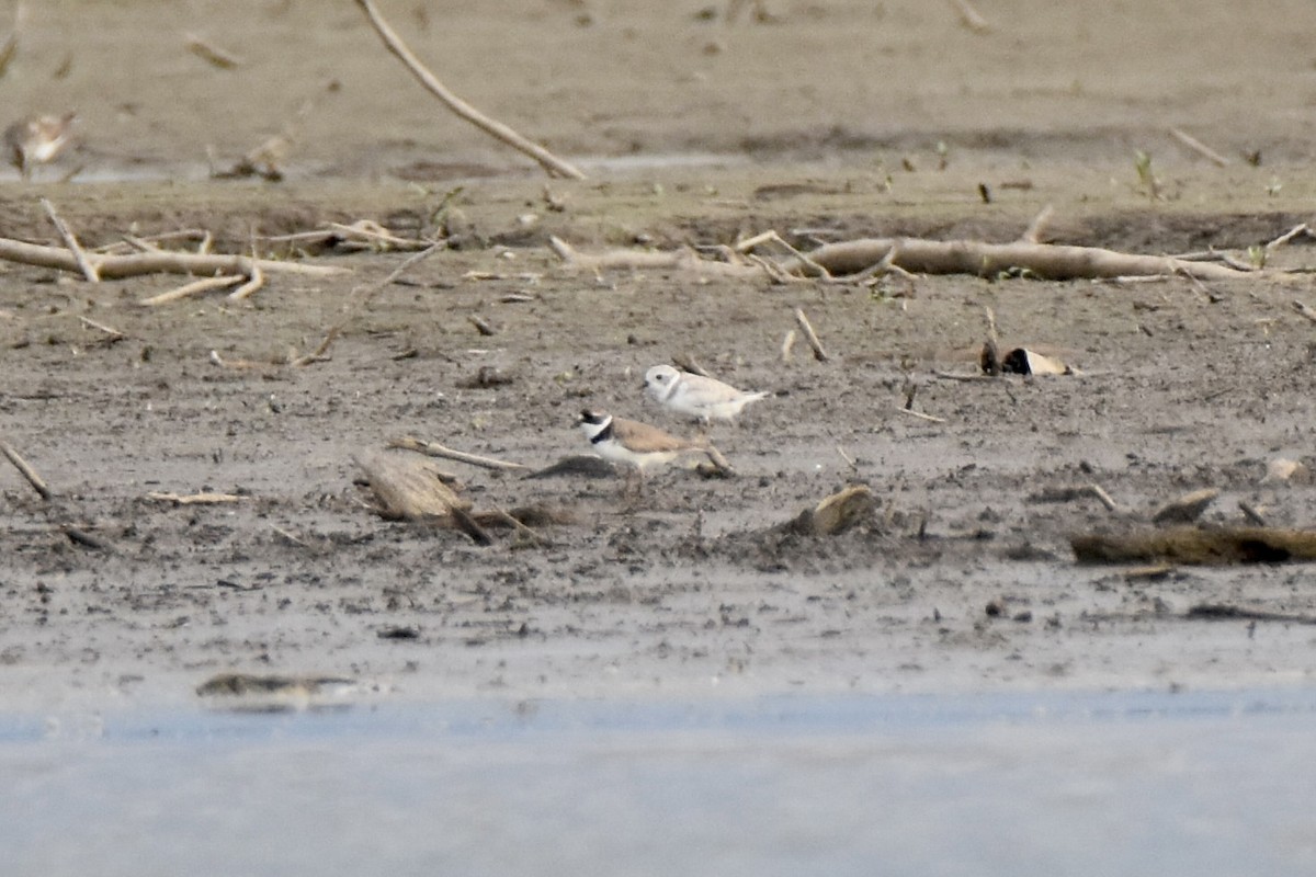 Piping Plover - ML640121174
