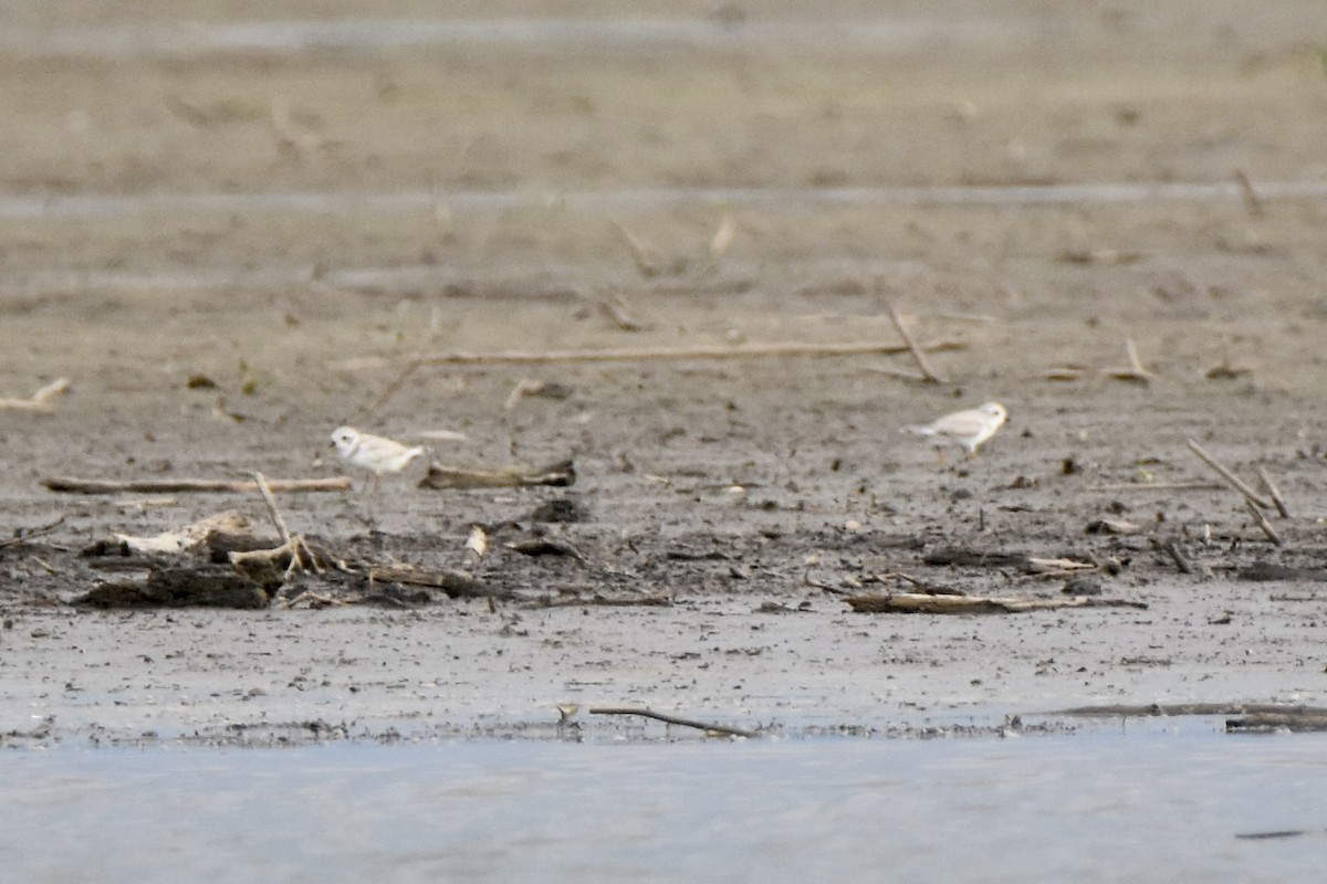Piping Plover - ML640121175