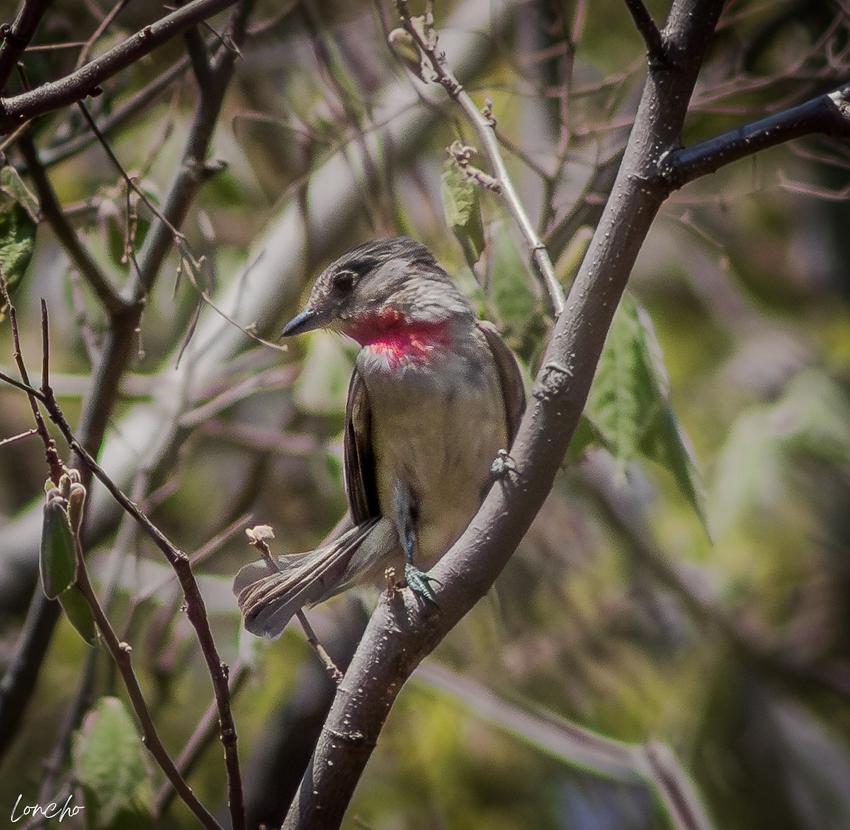 Rose-throated Becard - ML640121178
