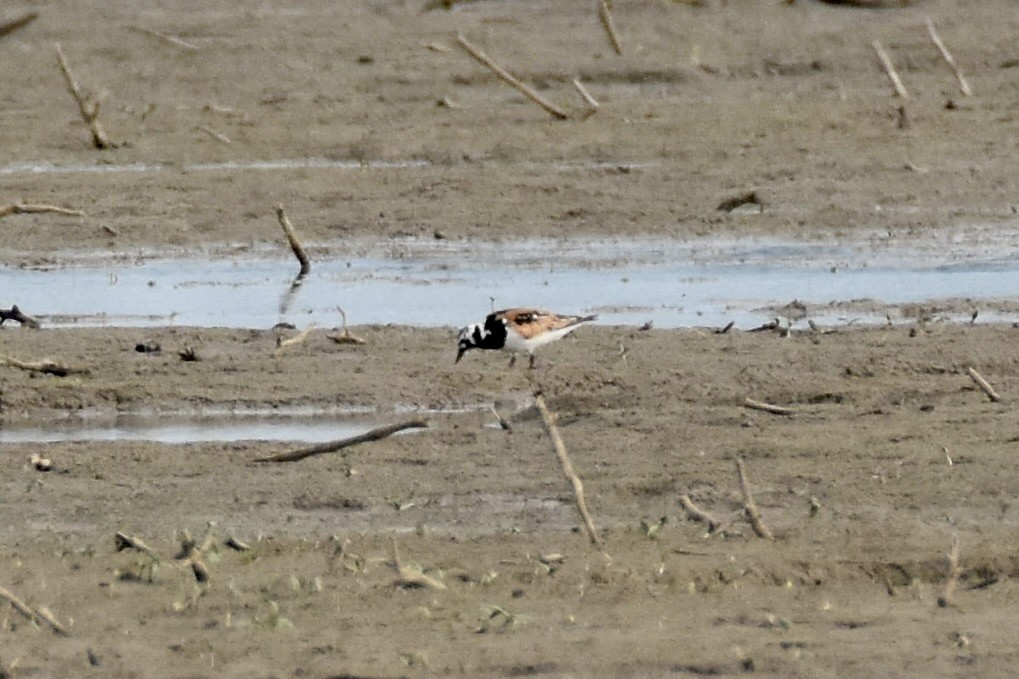 Ruddy Turnstone - ML640121188