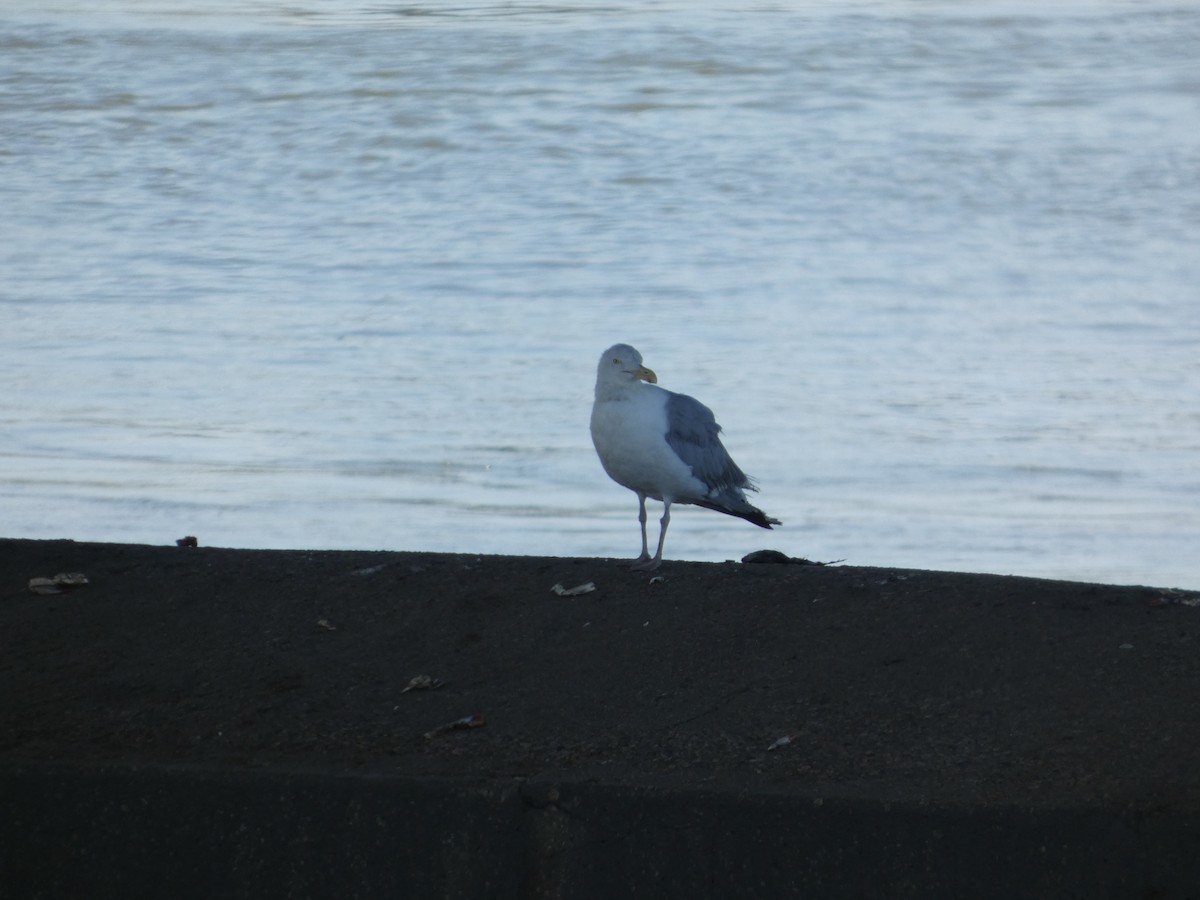 American Herring Gull - ML640121191