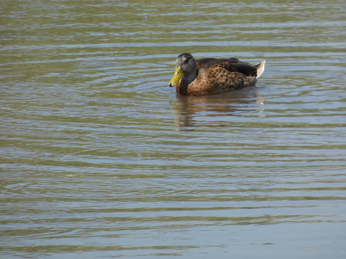 Mallard - ML640121202