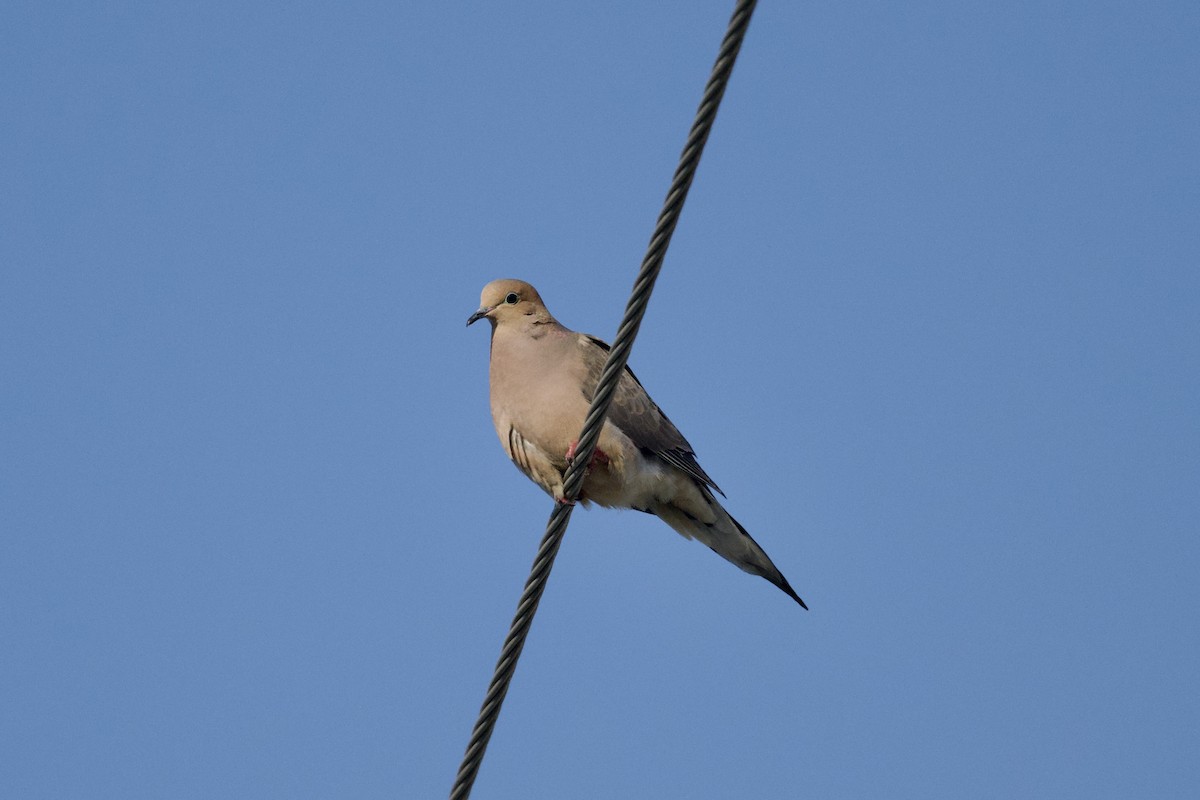 Mourning Dove - ML640121209