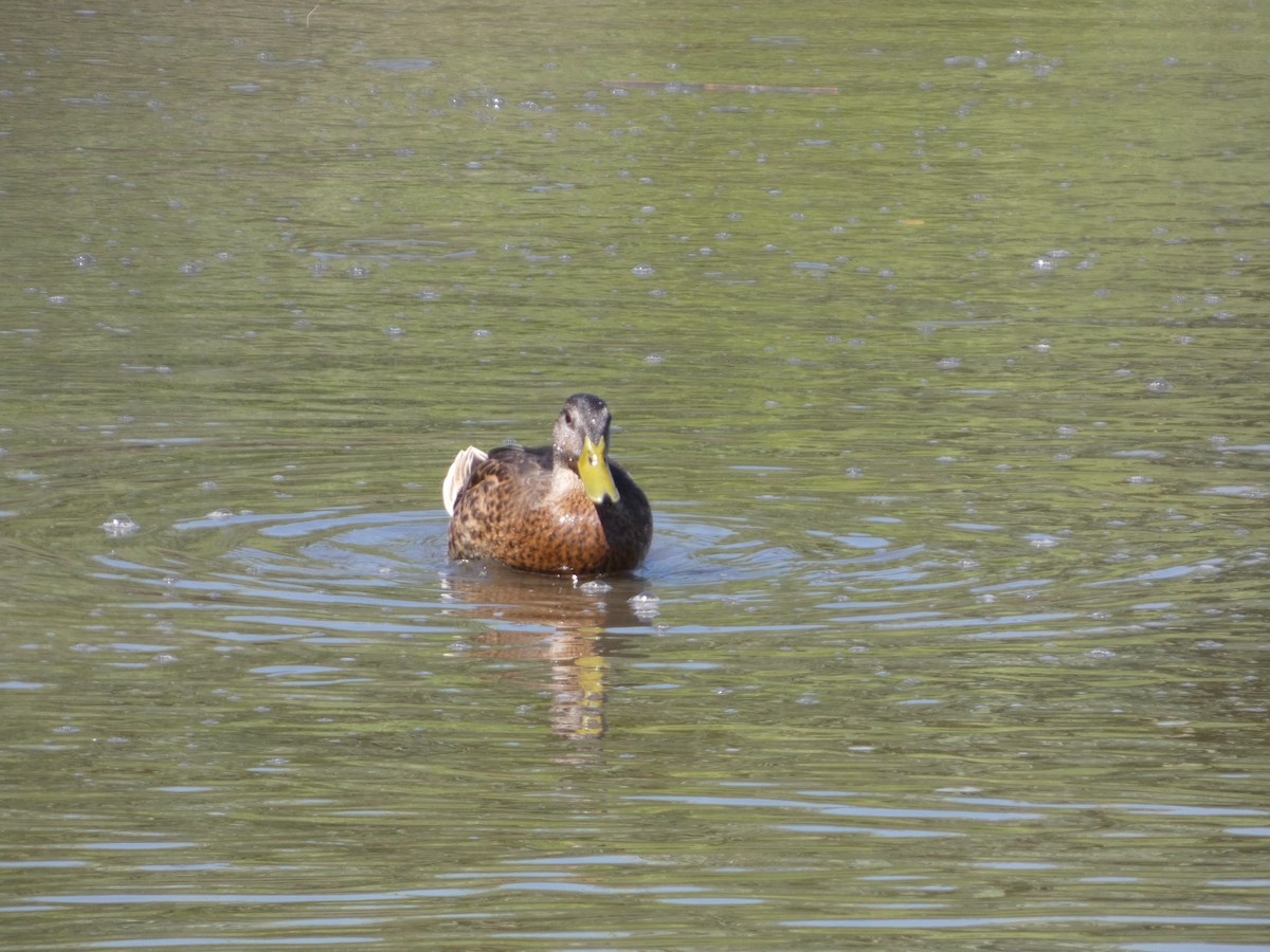 Mallard - ML640121210
