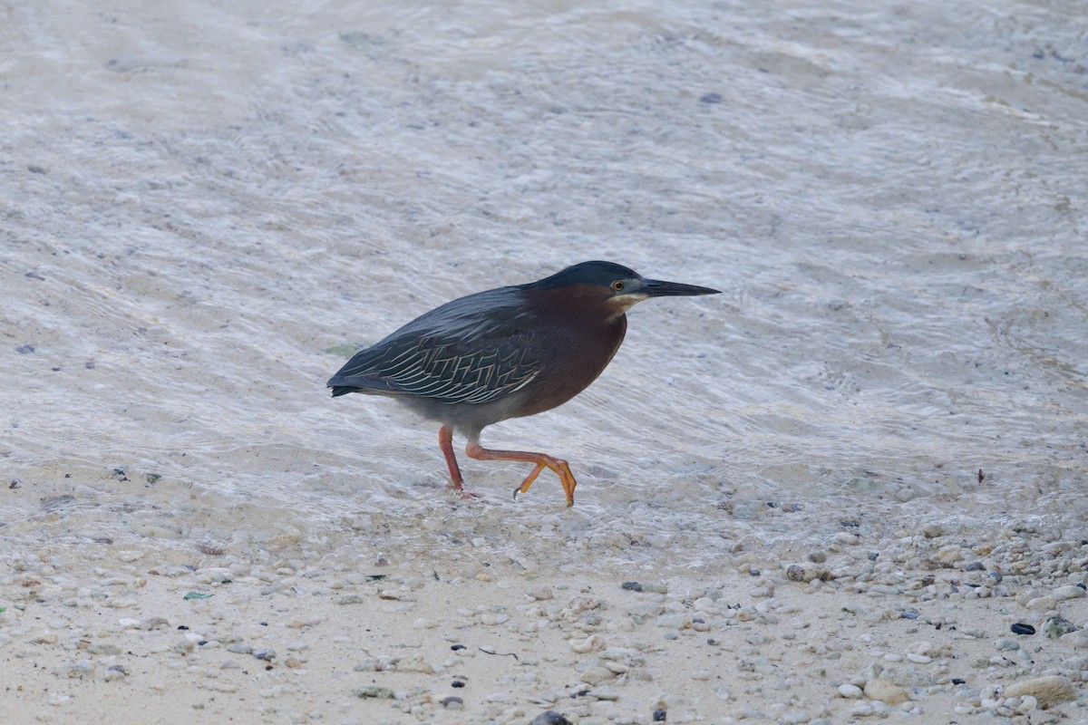 Green Heron - ML640121211