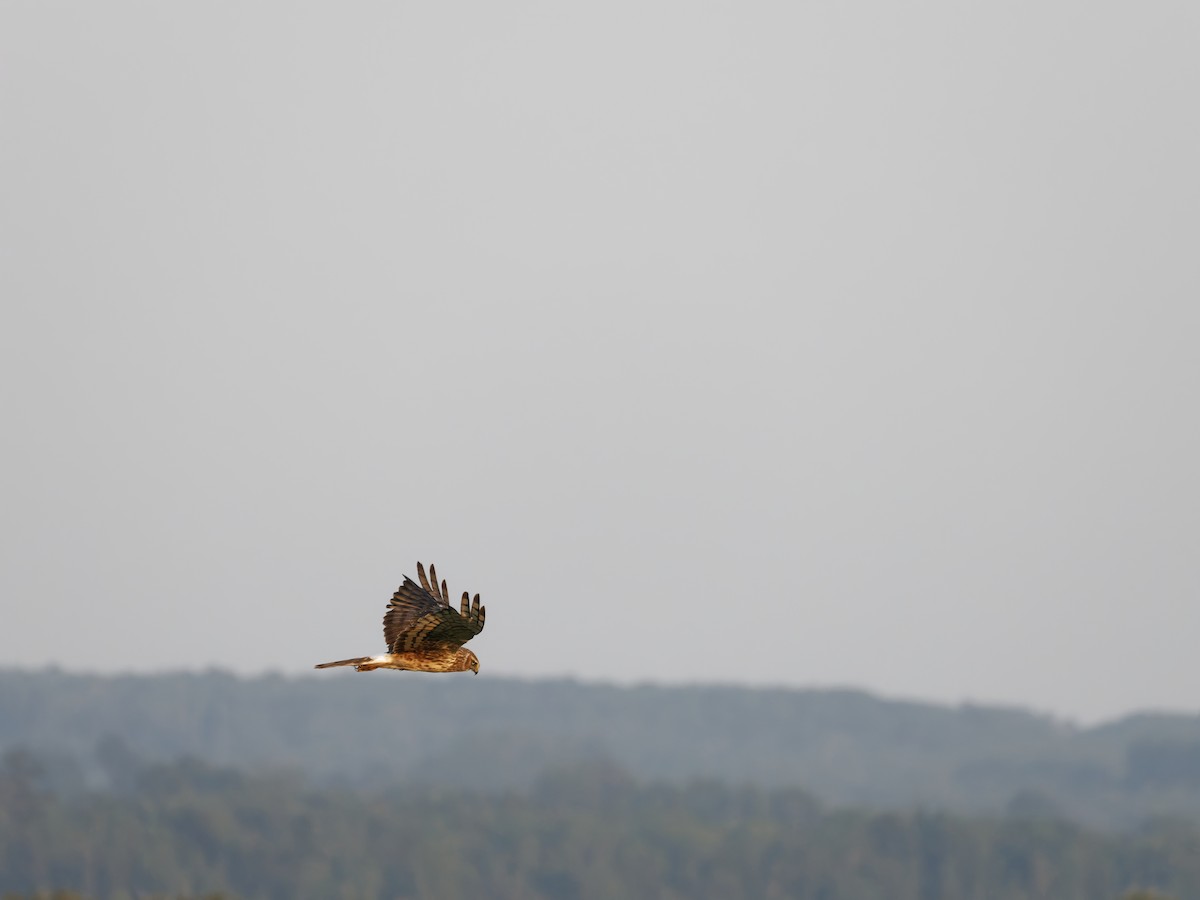 Northern Harrier - ML640121212