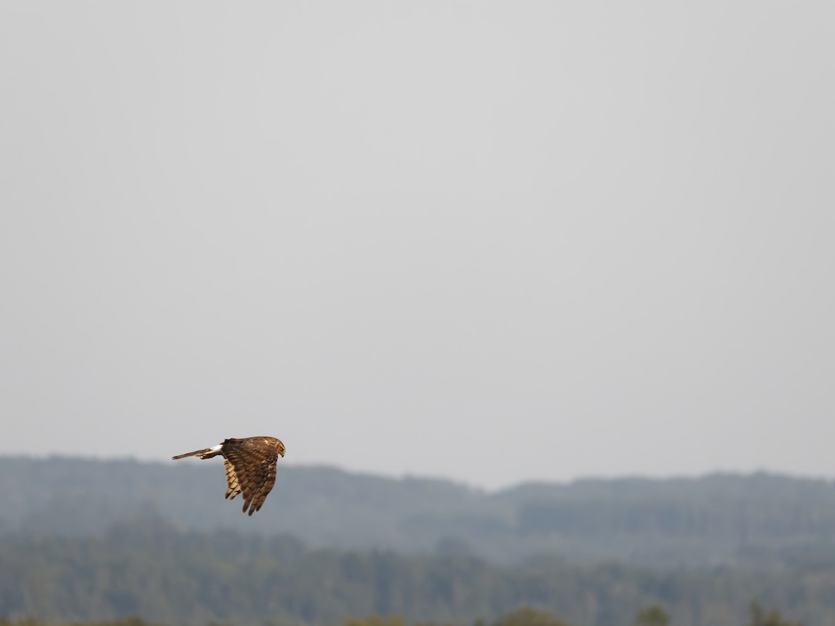 Northern Harrier - ML640121213