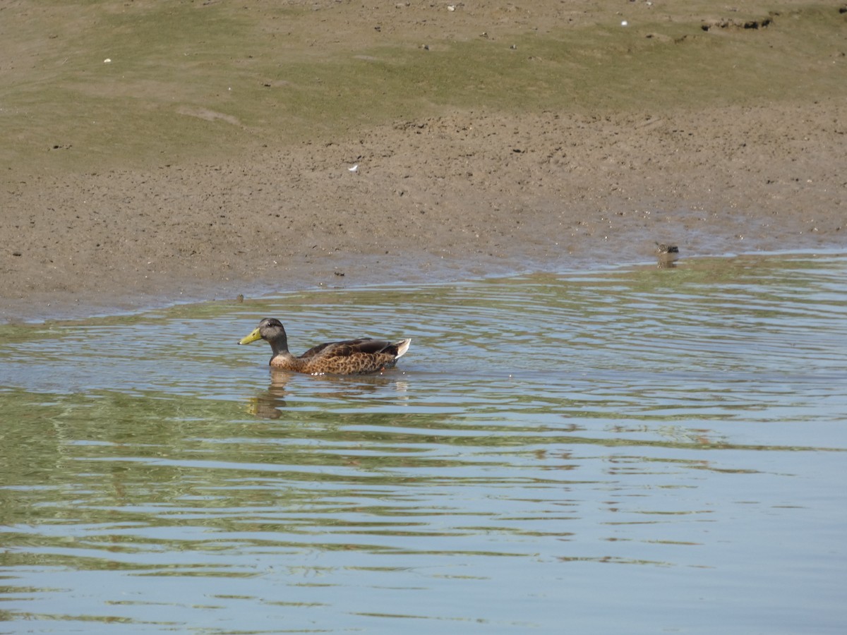 Mallard - ML640121215