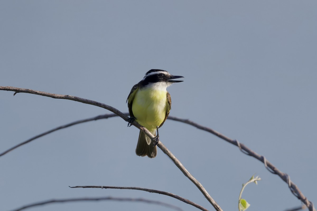 Great Kiskadee - ML640121217