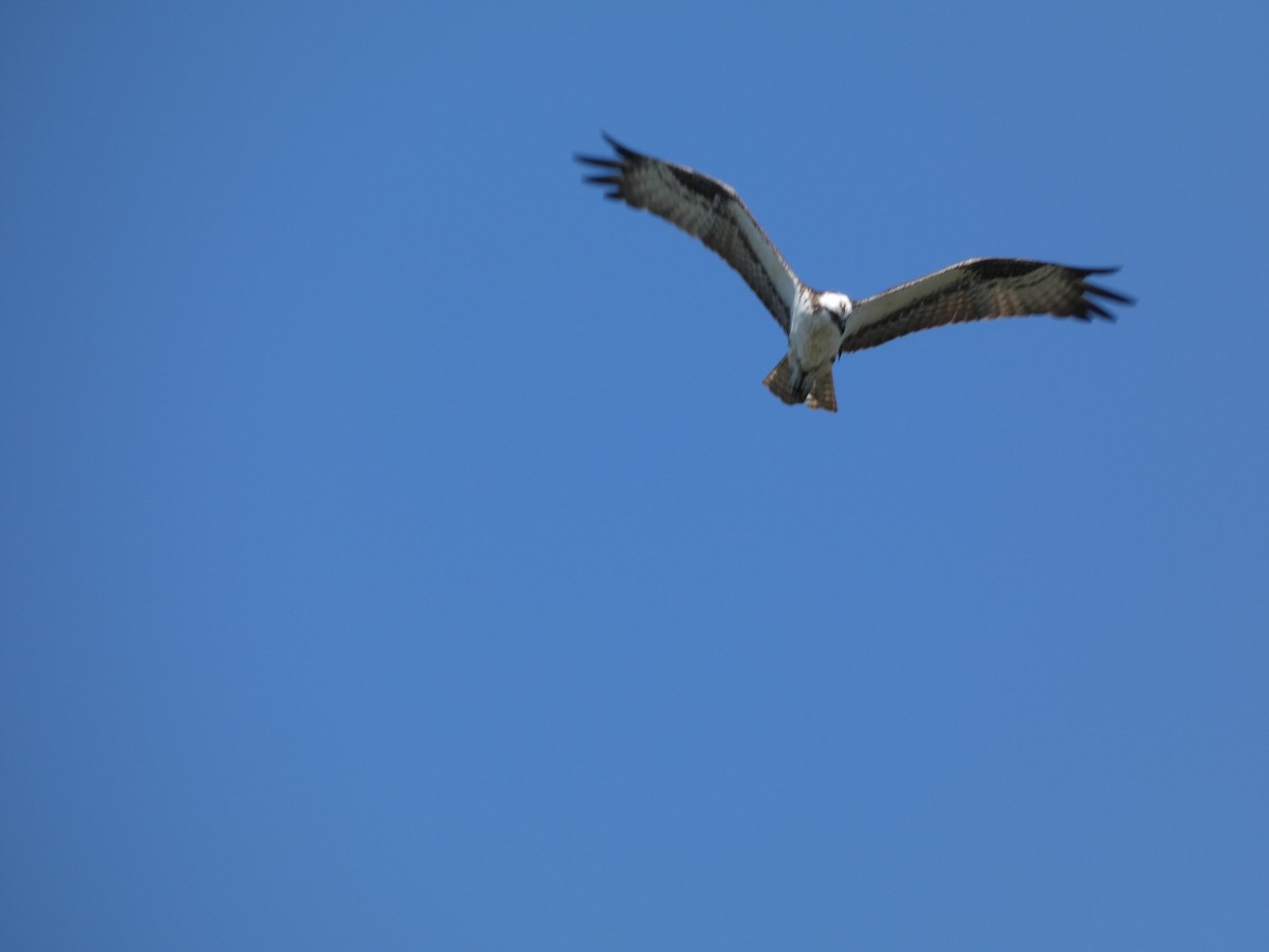 Osprey - ML640121221