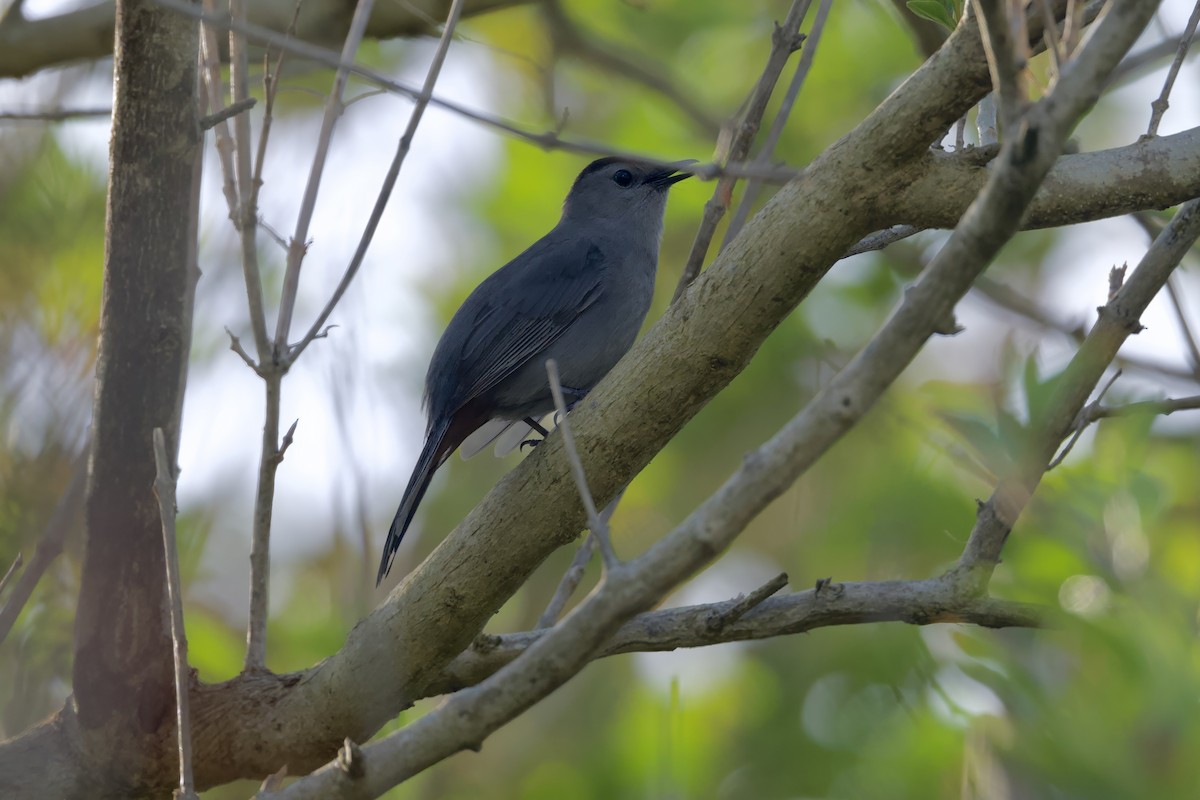 Gray Catbird - ML640121224