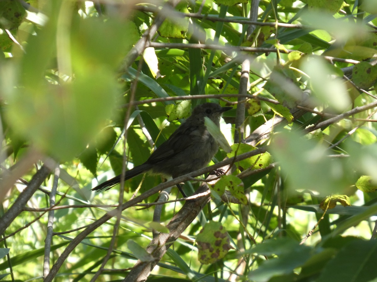 Gray Catbird - ML640121228