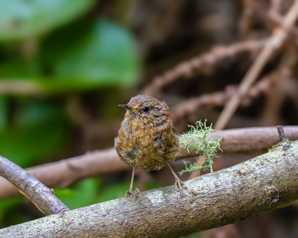 Pacific Wren - ML640121231