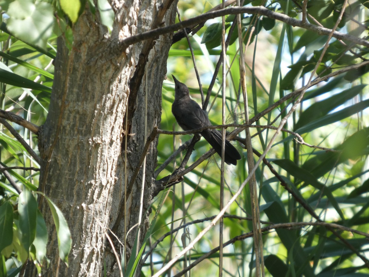 Gray Catbird - ML640121234