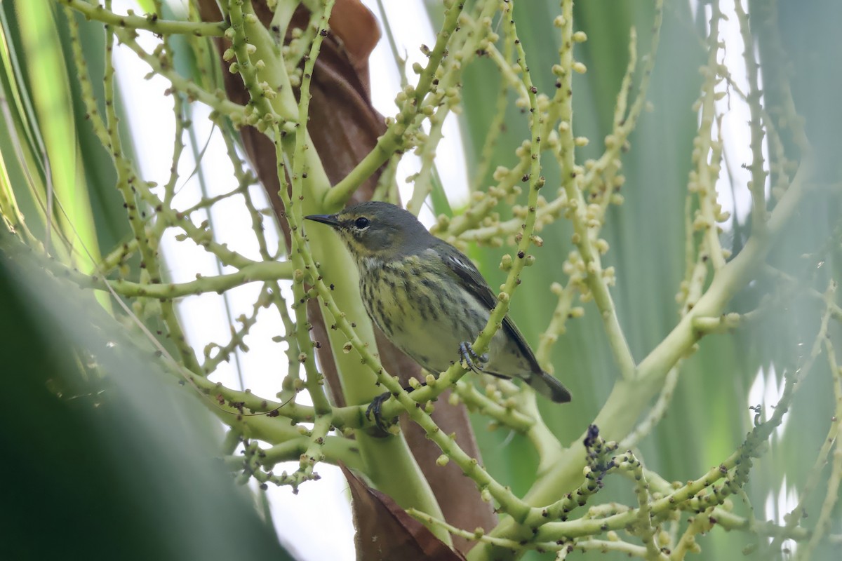 Cape May Warbler - ML640121252
