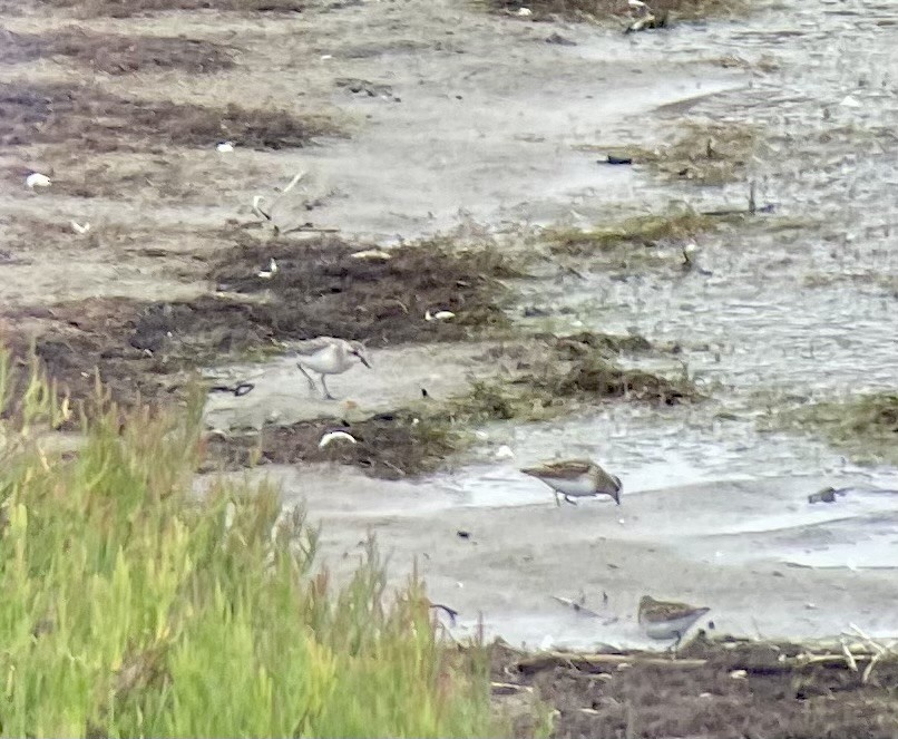 Semipalmated Sandpiper - ML640121258