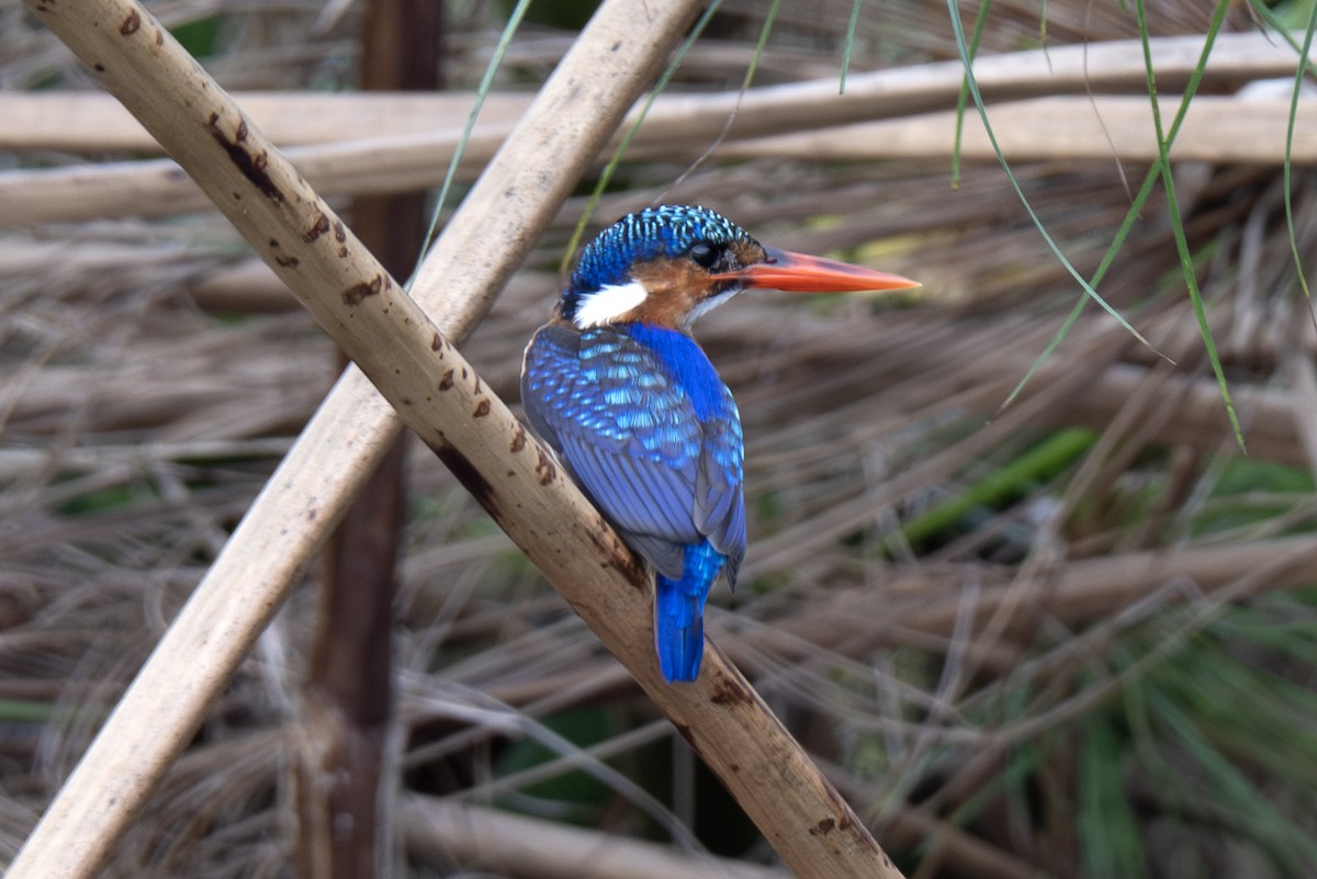 Malachite Kingfisher - ML640121286