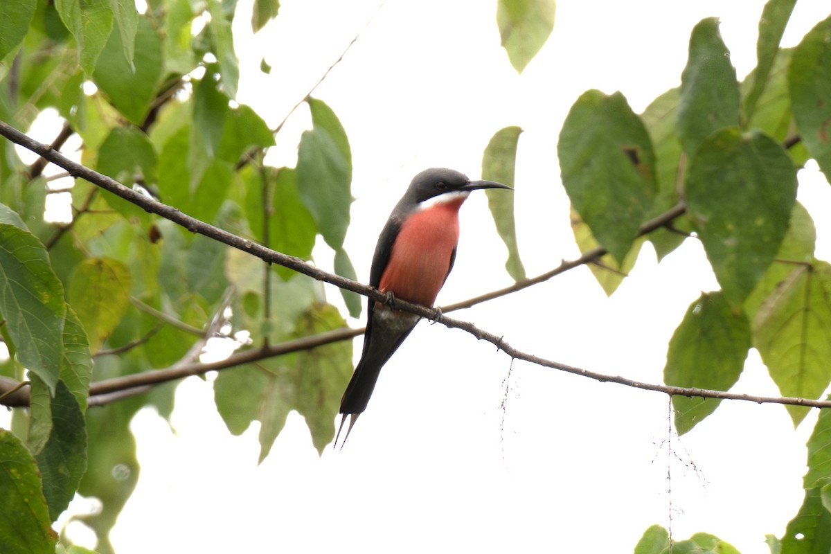 Rosy Bee-eater - ML640121287