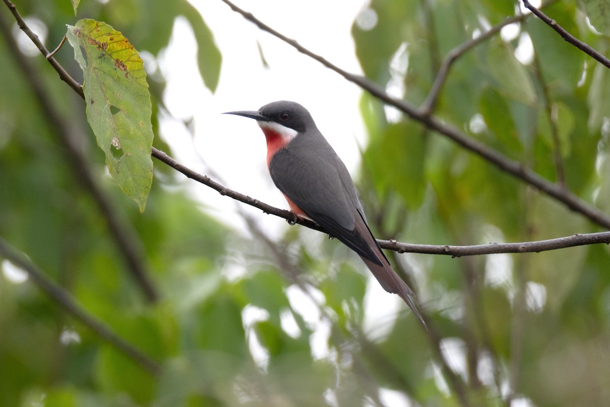 Rosy Bee-eater - ML640121289