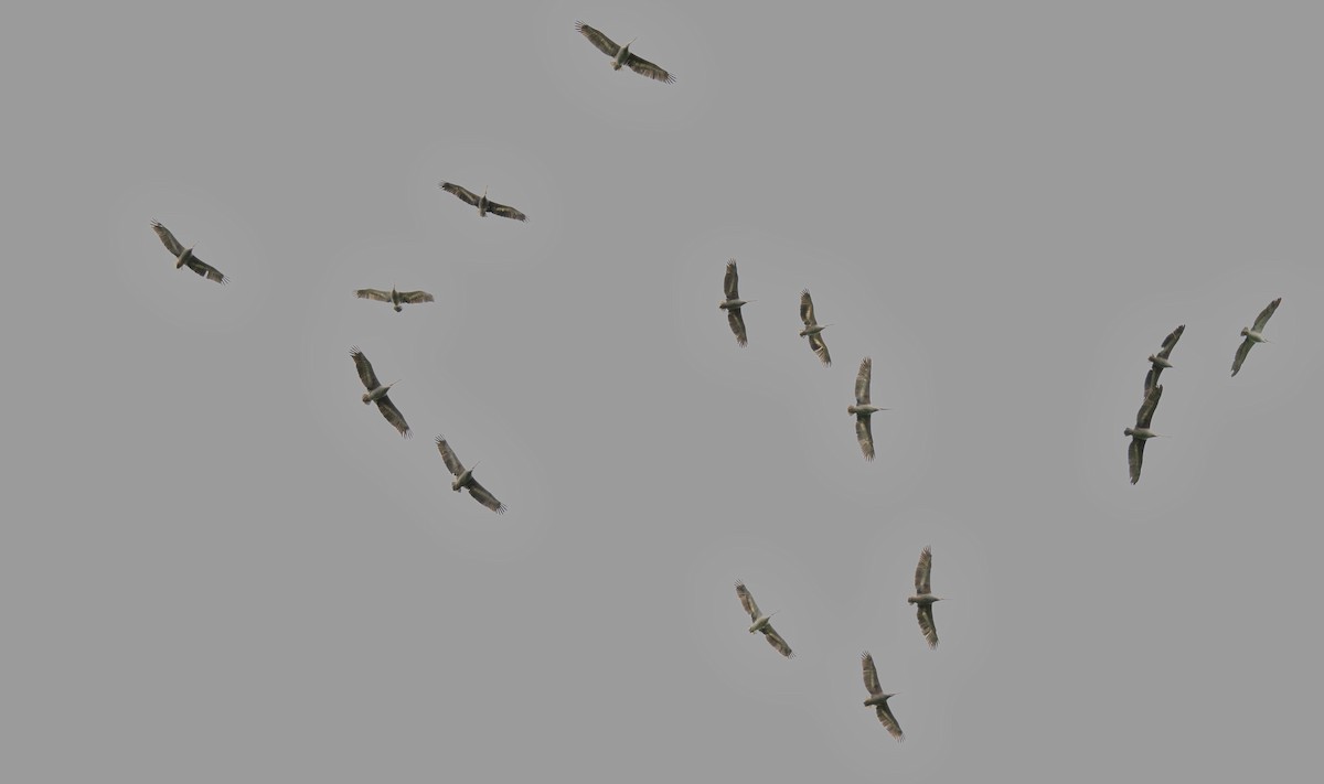 Pink-backed Pelican - ML640121298