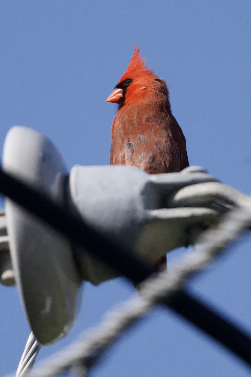 Northern Cardinal - ML640121302