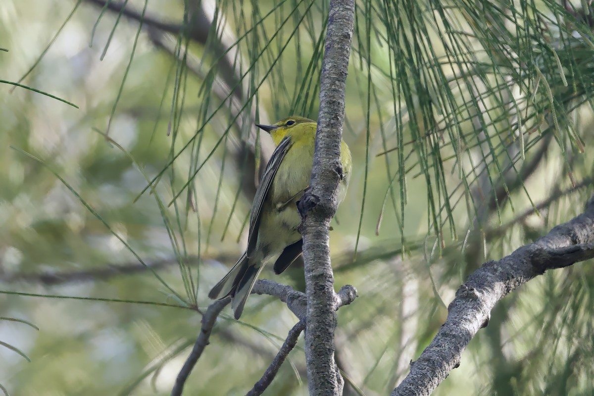 Pine Warbler - ML640121309