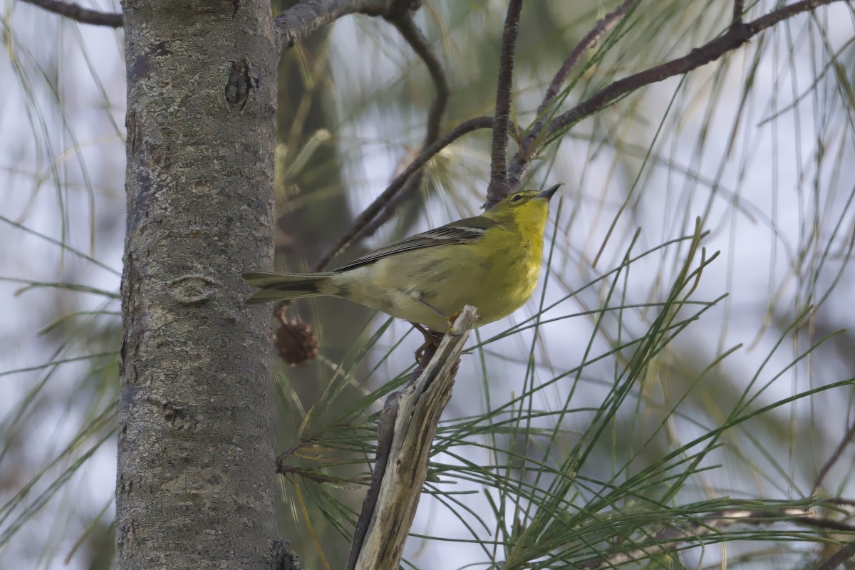 Pine Warbler - ML640121310