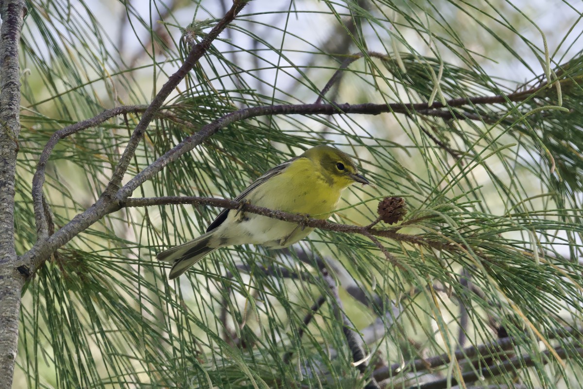 Pine Warbler - ML640121311